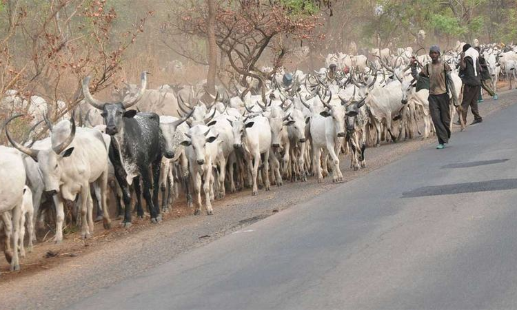 Ọkunrin kan àti àwọn ẹran ni won pa latari ariyanjiyàn ní Bauchi